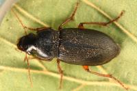 Pseudoophonus rufipes