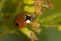 Adalia bipunctata