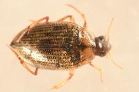 Haliplus lineatocollis