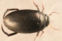 Agabus bipustulatus