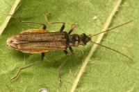 Oedemera flavipes