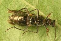 Oedemera flavipes
