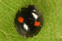 Chilocorus renipustulatus