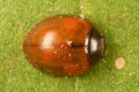 Exochomus quadripustulatus