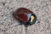 Chrysolina polita