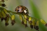 Harmonia axyridis