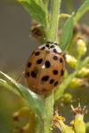 Harmonia axyridis