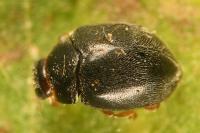 Scymnus rubromaculatus