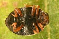 Scymnus rubromaculatus