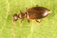 Cordicollis instabilis