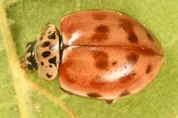 Harmonia quadripunctata