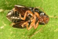 Psylliodes chrysocephala