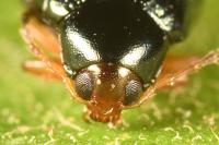 Psylliodes chrysocephala