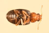 Melanophthalma fuscipennis