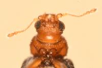 Melanophthalma fuscipennis