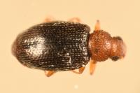 Melanophthalma fuscipennis