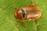 Cryptocephalus pini