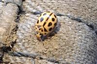 Tytthaspis sedecimpunctata