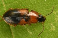 Stenolophus teutonus