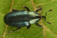 Aulacobaris coerulescens