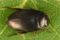 Agabus bipustulatus
