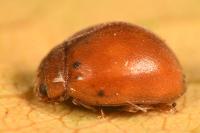 Subcoccinella vigintiquatuorpunctata