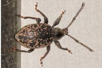 Otiorhynchus aurifer