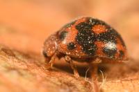 Subcoccinella vigintiquatuorpunctata