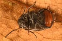 Bruchidius siliquastri