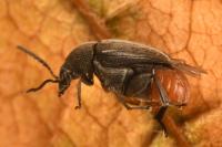 Bruchidius siliquastri