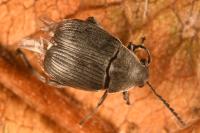 Bruchidius siliquastri