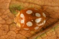 Vibidia duodecimguttata