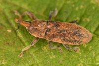 Lixus punctiventris