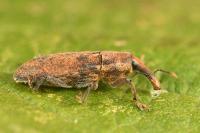 Lixus punctiventris