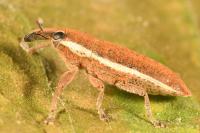 Lixus ochraceus