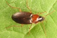 Calathus cinctus