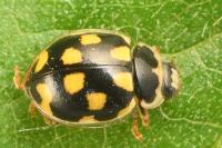 Propylea quatuordecimpunctata