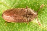 Trixagus