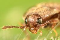 Trixagus