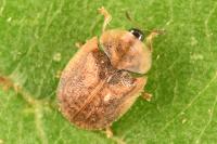 Hypocassida subferruginea