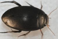 Agabus bipustulatus