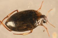 Haliplus lineatocollis