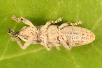Lixus juncii
