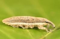 Lixus juncii