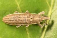 Lixus juncii