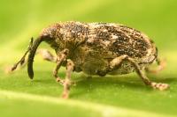 Nedyus quadrimaculatus