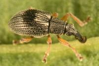 Kalcapion semivittatum