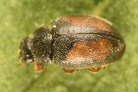 Nephus redtenbacheri