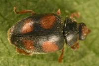 Scymnus frontalis