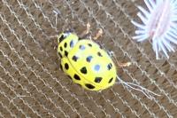 Psyllobora vigintiduopunctata